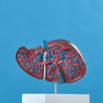 Liver disease in dogs