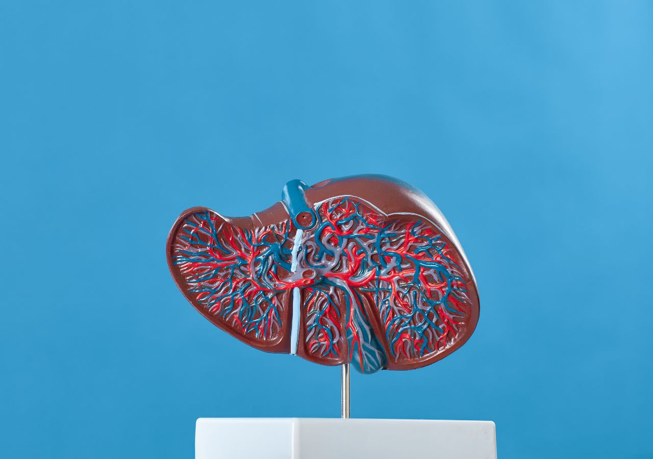 Liver disease in dogs